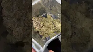 Gelato 33 by Lot420