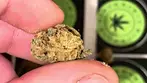 Vanilla Ice by Grow Pharma (SafriCanna) - Strain Reviews #08