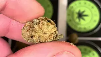 Vanilla Ice by Grow Pharma (SafriCanna) - Strain Reviews #08