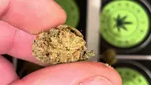 BabyzBudz Video Thumbnail