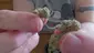 Video Thumbnail: MumMedCanUK