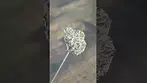 Grow ~ Grape Galena T21 Info in description 
