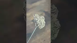 Grow ~ Grape Galena T21 Info in description 
