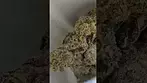 GREEN KARAT PAVÉ S1 ( UK PRESCRIPTION MEDICATION )