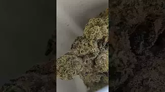 GREEN KARAT PAVÉ S1 ( UK PRESCRIPTION MEDICATION )