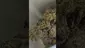 Video Thumbnail: PrescribedBouquet