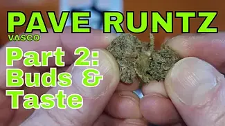 Vasco Pave Runtz Part 2 BUDS & TASTE TEST
