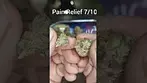Sitka Legends - Double Baked Cake | UK Medical