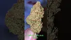 Safricanna Jack Herer T24 - Sweet fruity floral pepper