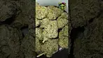 Craft Botanics | Gelonade | UK Medical Flower | First Look 