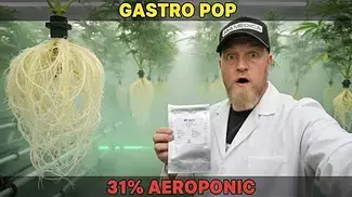 Muzo | Gastro Pop | UK Medical Flower Review