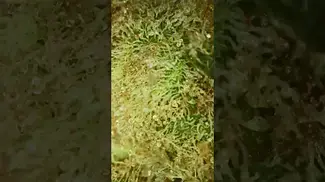 Upstate Alien Mintz Under The Microscope