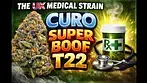 UK MEDICAL FLOWER | CURO | SUPER BOOF | T22