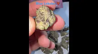 Blue Lobster Vasco Cipher medical flower