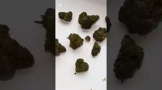 Grow Biscotti Ice Cream Cake ( Fine cookies) Quick Look medicalcannabisuk prescription grow