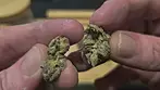 UK Medical Cannabis Review - Grape Cream Cake