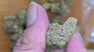 Big Narstie - Gelatti T21 (Gelato 41 x Biscotti) Desserts