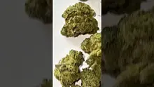 Adz Canna Video Thumbnail