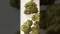 Video Thumbnail: Adz Canna