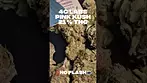 4C Labs Pink Kush 21% THC Flower