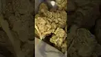 Lemonatti T25 Nugs #1  #UKMedicalCannabis