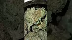 #upstatemedical #medical #medicalcannabis #cannabiseducation