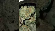 Mary Jane Media 420 Video Thumbnail