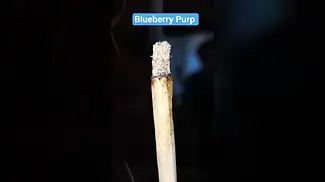 Superseed Blueberry Purp - Ash Test
