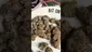 Video Thumbnail: Smokie McGreen
