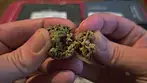 UK Medical Cannabis Review - Blue Dream + Green Gelato