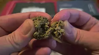 UK Medical Cannabis Review - Blue Dream + Green Gelato