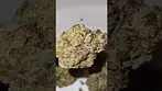 Blueberry Banana minis + Massive Attack - Eurochild (UK Medical Cannabis)