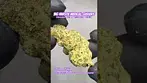 Big Narstie Medical: Gushers (A closer look & Terp breakdown)