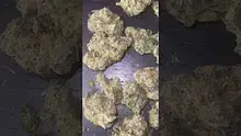 CheeseMon4 Video Thumbnail