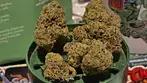 Seed Junky™ PM T25 Permanent Marker Medical Cannabis Flower (18+)