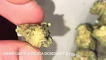 BabyzBudz Video Thumbnail