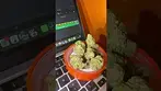 Superseed gelatti pie #cannabiscommunity #cake #cannabiseducation #cannabistalk101 #review