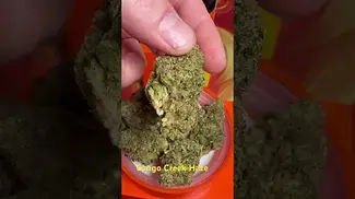 Congo Greek haze