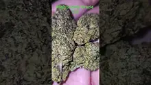 Vinnie's Lounge Video Thumbnail