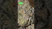 Vinnie's Lounge Video Thumbnail