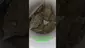 Video Thumbnail: Zee420