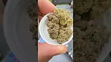 Mr Psycho Active Video Thumbnail
