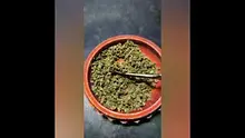 THC Bunny Video Thumbnail
