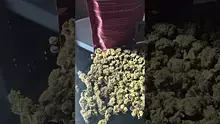 Smoking Through the Jungle Ready for the Rumble Video Thumbnail