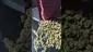Video Thumbnail: Smoking Through the Jungle Ready for the Rumble