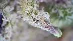 Gelato Cheesecake SCOPE & THC TEST | Superseed, Canada Craft Cannabis Co & Xeal Pharma