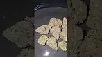 Black Kettle Farms Gushers UK Medical Flower First Impressions