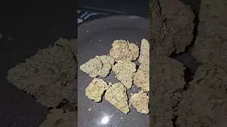 Black Kettle Farms Gushers UK Medical Flower First Impressions