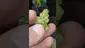 Video Thumbnail: THC Bunny