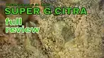 SUPER G CITRA | Organigram & 4C Labs | FULL REVIEW